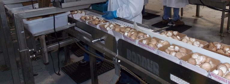 Mushroom Packaging Conveyor System crop