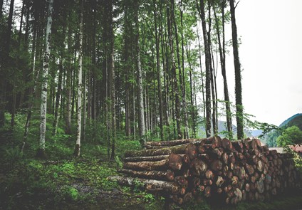 Logging Materials in Forest
