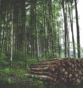 Logging Materials in Forest