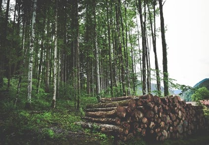 Logging Materials in Forest