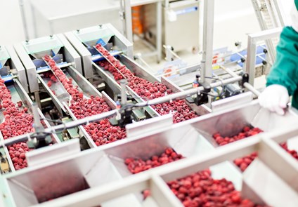 Berries at Food Processing Plant